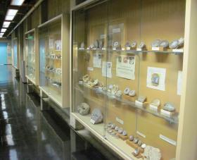 Rows of minerals on display in a hallway display case
