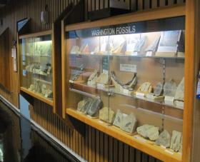 Fossils on display on the ground floor of environmental sciences